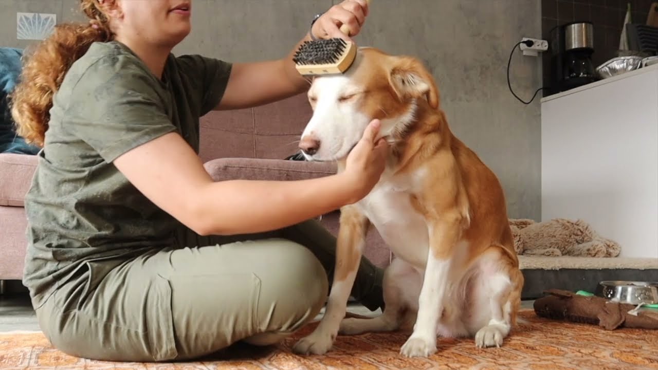 ASMR brushing my dog's fur | Shedding season