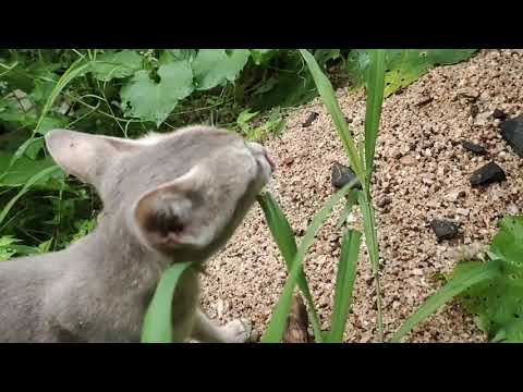 Cat's funny movements, pussycat, pet lovers, by - Aparajita Pandey