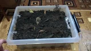 Как лучше сохранить червей для рыбалки