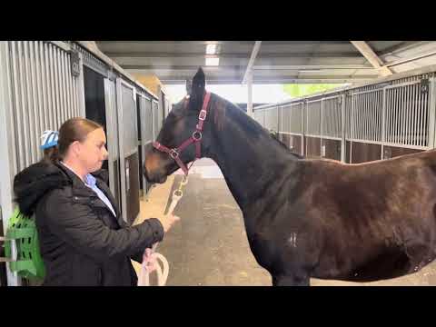 Weanling Colt (Admire Mars x Diamond Kat)