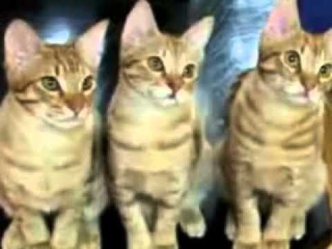 VIdeo for Wajiha.flv