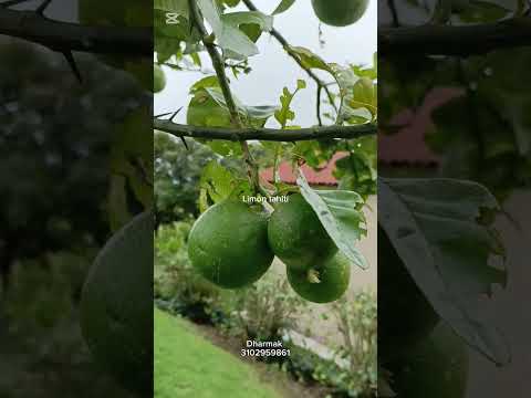 Venta finca Pacho cundinamarca de 2 fanegadas