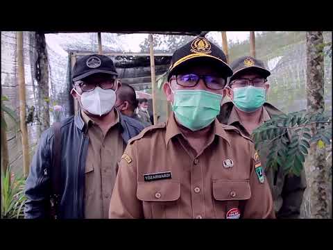 Menyelamatkan pohon obat Taxus Sumatrana dari kepunahan