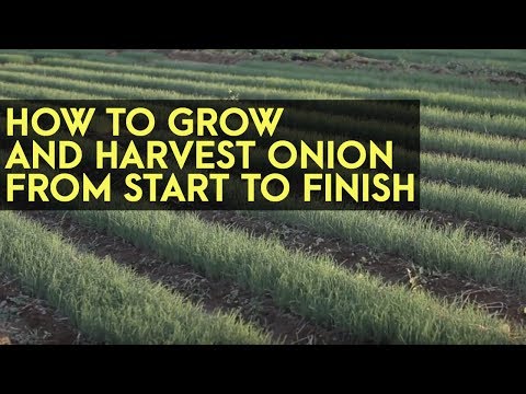 , title : 'How to Plant, Grow and Harvest Onions from Start to Finish: Full Instructional Video