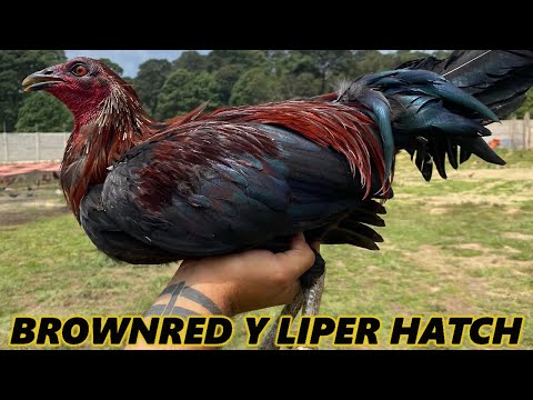 Black Brownred y Leiper Hatch Grey -  Beautiful Birds Rancho Suspiro Sánchez