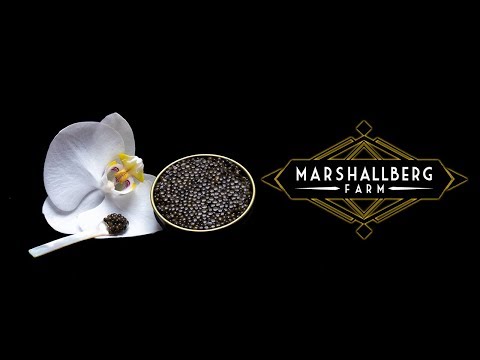 Sustainable American Caviar - Marshallberg Farm - Sustainable American Caviar