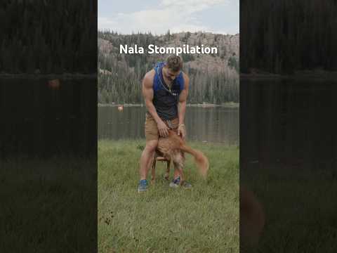 Some of Nala’s recent best stomps!