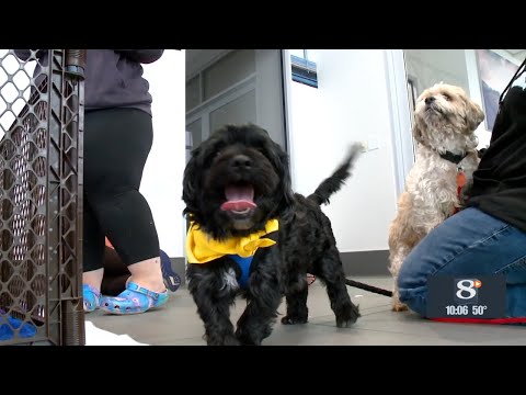 'A New Leash on Life' teams up with La Crosse car dealership to save furry friends