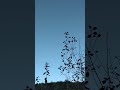 Flock of #grackles in flight  #shorts