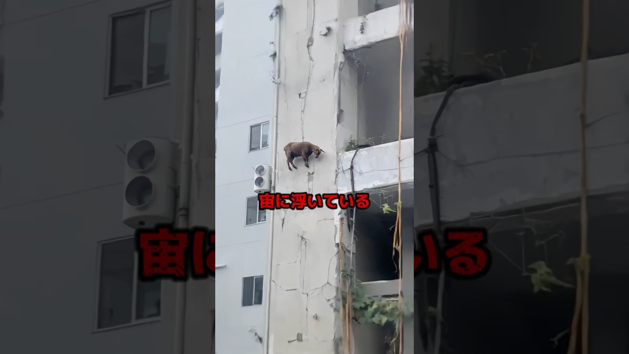 tellmewhy.#都市伝説 #オカルト #ミステリー