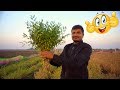 લીલા ચણા નું શાક 64 પડ ના પરોઠા ને ખારી સ�