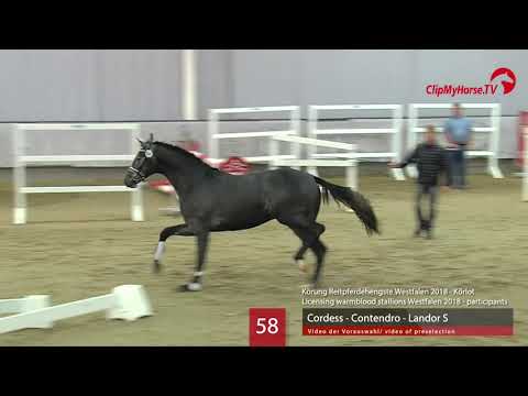 58 Hengst v  Cordess   Contendro I   Landor S