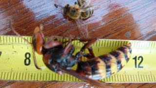 preview picture of video 'Lódarázs méhek ellen Nádudvar határában. Wasp vs. bee (Vespa crabro vs. Apis mellifera)'