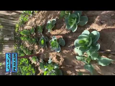 A2 original breed cow-based organic farming in Al Ain #uae #organic_farming