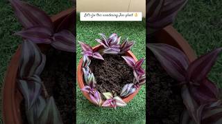 Gardening guide : how to grow wandering Jew / inch plant from cutting| how to grow bushy inch plant