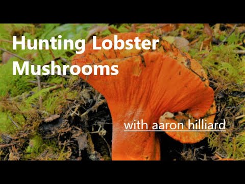 How to find LOBSTER MUSHROOMS