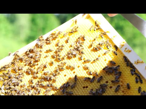 Bienen Ableger (Brutwabenableger) im Frühjahr erstellen