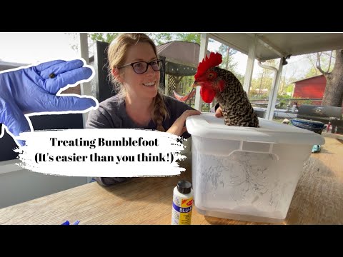 Saving my chicken’s feet from BUMBLEFOOT! | Simple Sanctuary Garden
