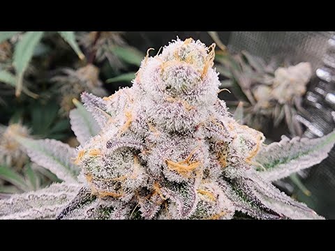 Gaia Green. Autopot system. 3x3 Mars Hydro FC-4800. Inhouse genetics platinum purple candy.