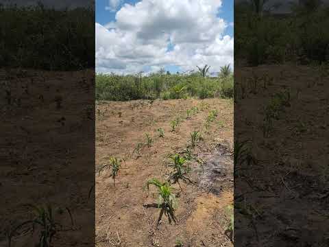 #short . Cachoeira do mato Bahia Como estão ficando a plantação de milho e feijão