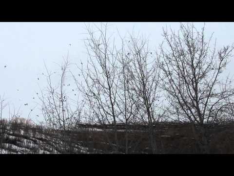 A large flock of Redpolls swirling by ktbirding.com