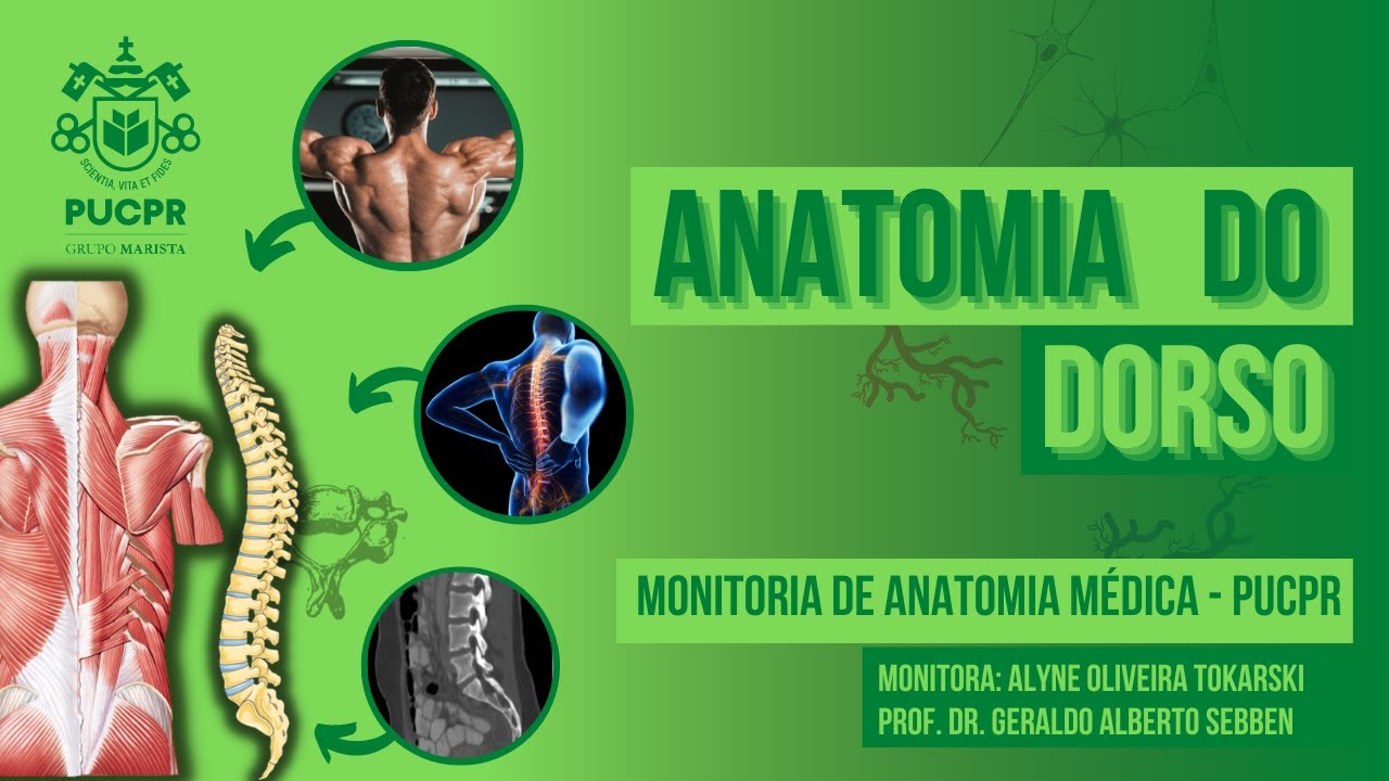 Dorso - Monitoria de Anatomia Médica I PUCPR