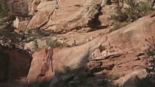 preview picture of video 'Bighorn Sheep Dance at Capitol Reef National Park'