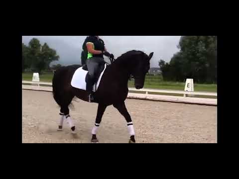 Icon - Dutch Dressage Horse from Holland for Sale