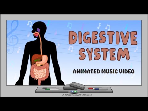 How The Digestive System Works | Animated Music Video |