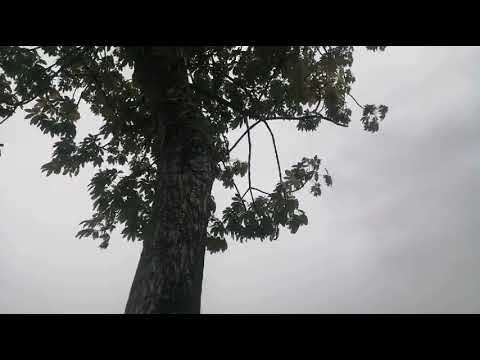 Andaman Beautiful Beaches 4 (carbyns Cove beach)