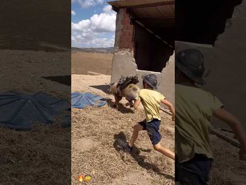 “Mais uma aventura de Gutinho Rocha”🔥🤠 #shorts