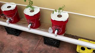 Thumbnail for video: How I Built My DWC System - Recirculating Deep Water Culture - Hydroponic Peppers &amp; Tomatoes EASY