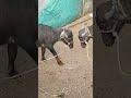 Pada Ladai Pada