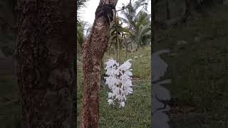 white wild orchid