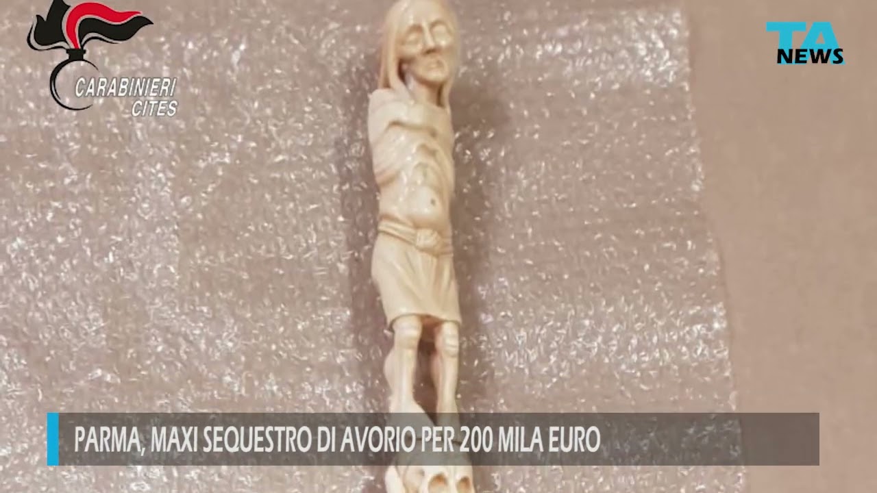 Parma, maxi-sequestro di avorio per un valore di 200 mila euro