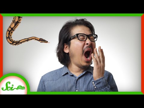 Do Snakes Yawn When Stressed
