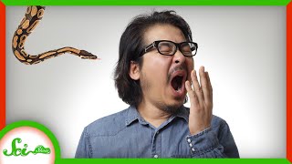 Is Contagious Yawning Essential to Survival?