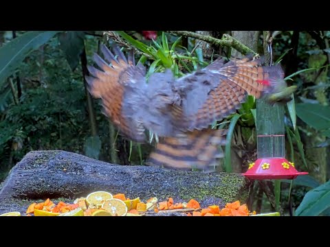 Roadside Hawk Goes After Euphonia For Lunch at the Panama Feeders | August 7, 2025