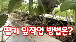 딸기 이파리(잎) 작업 방법? 안 어려워!!! 이론만 알면 쉽습니다!!