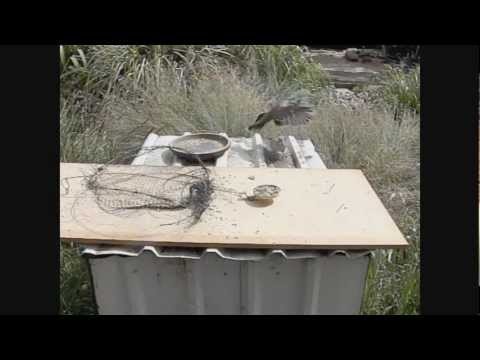 Snap Net Trap for Birds - Instructables Snap Net Trap for Birds - Instructables