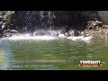Lesser Flamingo