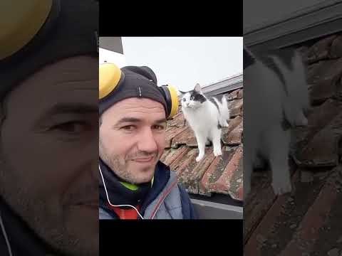 #funny #cat #pet #funnycats #dogs #dogscats#animals #USA #cute #funny #friends