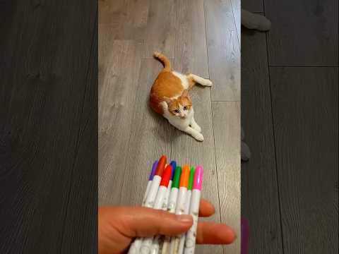 Cat Bubl 🔴 Beads 📿🌈 Reverse Video #reversemoviefx #cat #reverse #reversed