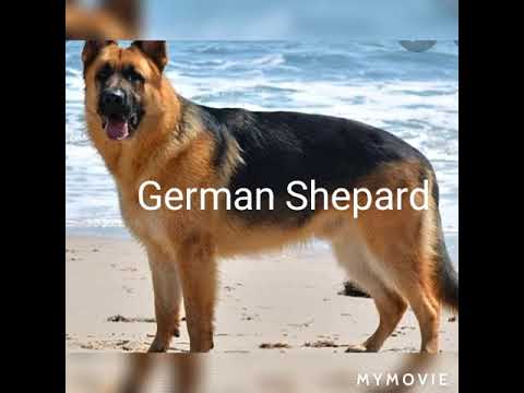 all dogs rakita rakita song version mass whatsapp status