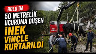  Bolu’da 50 Metrelik Uçuruma Düşen İnek Vinçle Kurtarıldı