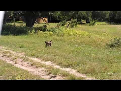 Djuma: Lone Baboon - 10:59 - 03/31/21