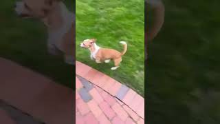 Video preview image #1 Chiweenie Puppy For Sale in San Francisco, CA, USA