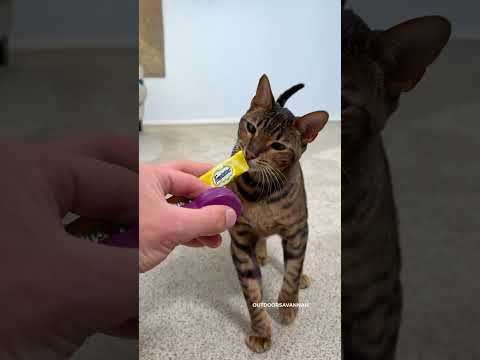 How I Shoulder Trained My Cat 🐈 #cat