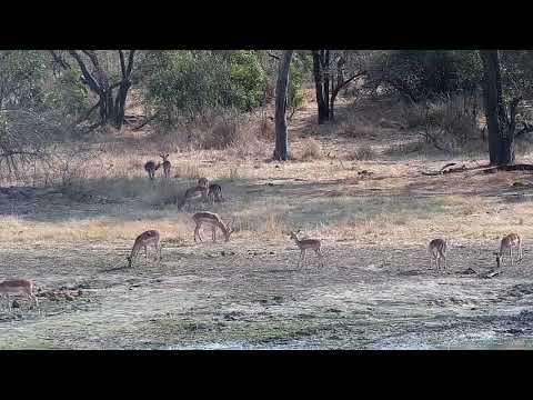 Djuma: Impalas grazing - 08:57 - 08/18/21