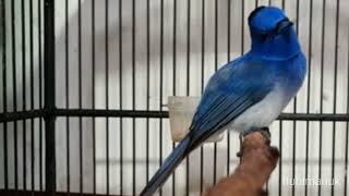 Download lagu suara burung selendang biru super gacor mp3 Download lagu suara burung selendang biru super gacor mp3